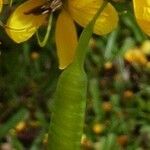 Senna siamea Fruit