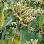 Colebrookea oppositifolia Fruit