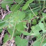 Cineraria lobata Hoja
