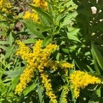 Solidago rugosaKvět