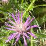 Cirsium acaule Květ