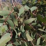 Eucalyptus macarthurii Leaf