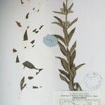 Isodon ternifolius Otro