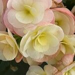 Begonia grandisFlower