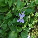 Viola elatior Flower