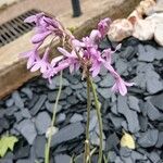 Tulbaghia violaceaFlor