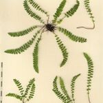 Asplenium viride Diğer