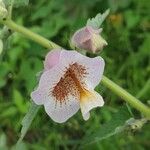 Sesamum sesamoides Blatt