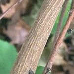 Indigofera heterantha Rinde