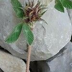 Trifolium glomeratum 果實