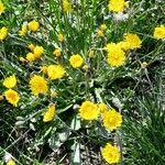 Crepis setosa Агульны выгляд