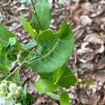 Asclepias variegata 叶