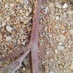 Astragalus eremophilus Corteccia