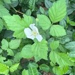 Rubus flagellaris ഇല