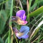 Lathyrus linifolius Flor