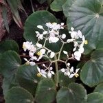 Begonia obliqua Květ