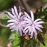 Elephantopus elatus Flor