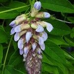 Wisteria frutescens Кветка