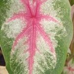 Caladium bicolor Leaf