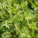 Achillea virescens Foglia