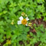 Bidens alba Цвят