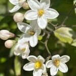 Solanum laxum Flower