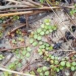 Lysimachia tenella Lapas