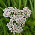 Achillea nobilisFlower