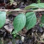 Cotoneaster franchetii葉