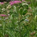 Achillea distans Otro