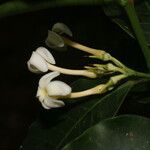 Lacmellea panamensis Bloem
