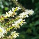 Anredera cordifolia Květ