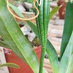 Angraecum magdalenae Плід