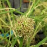 Oenanthe aquatica Flower