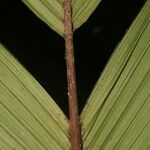 Calyptrogyne trichostachys Corteza