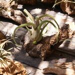 Tillandsia paucifolia Frunză