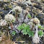 Eryngium nudicaule Агульны выгляд