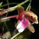 Maxillaria sanguinea Çiçek