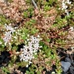 Sedum album Habitat