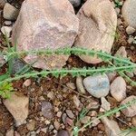 Cynoglossum lanceolatum Flor