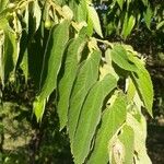 Muntingia calabura Leaf