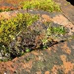 Arabidopsis thalianaFlower