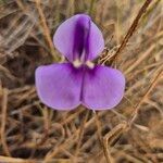 Vigna frutescens Blüte