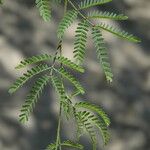 Prosopis pallida Feuille