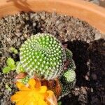 Rebutia minuscula Квітка