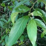 Grewia guazumifolia