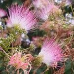 Albizia julibrissin Blüte