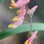 Corydalis sempervirens 花