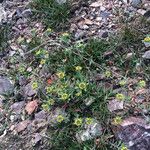 Alyssum desertorum 整株植物