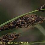Carex fimbriata Квітка